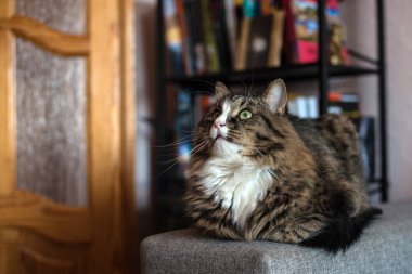 kedi kanepede yalan. Kedi kitaplık rahatlatıcı