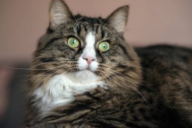 kanepe yakın çekim yalan kedi