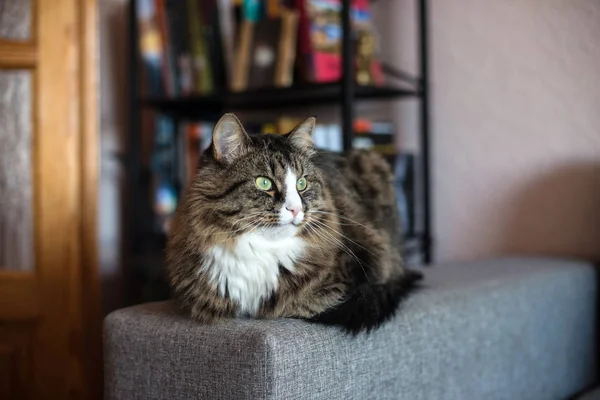 Katt liggande på soffan. Cat avkopplande nära bokhylla — Stockfoto