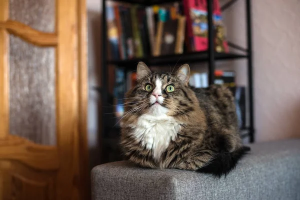 ソファに横になっている猫。本棚に近いリラックスした猫 — ストック写真