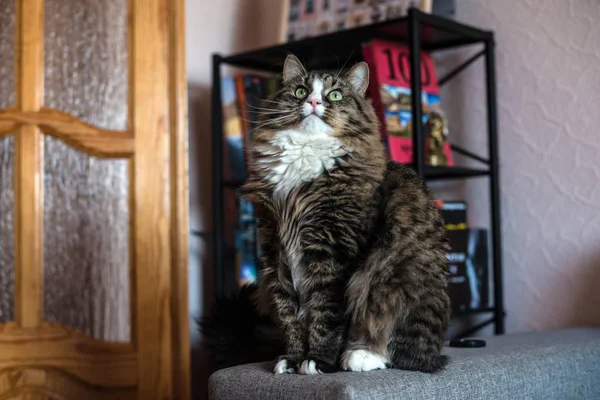 Gato deitado no sofá. Gato relaxante perto da estante — Fotografia de Stock