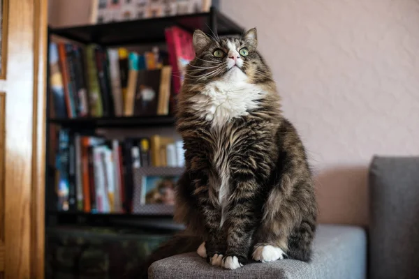 Gato deitado no sofá. Gato relaxante perto da estante — Fotografia de Stock