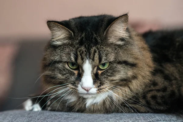 Кошка лежит на диване крупным планом — стоковое фото