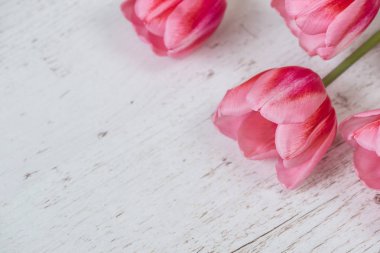 hafif ahşap zemin üzerine Pembe Laleler