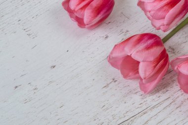 hafif ahşap zemin üzerine Pembe Laleler