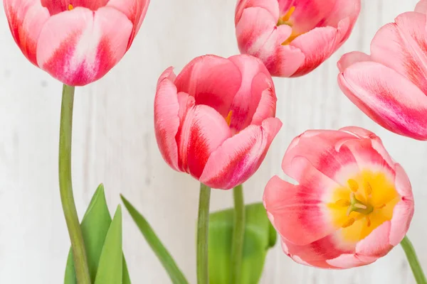 Tulipanes rosados sobre fondo de madera claro — Foto de Stock