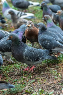 Meydanda çimenlerin üzerinde yürüyüş güzel güvercin kuşu. Meraklı güvercinler Şehir Parkı çimenlerde tutuyoruz. Yürüyen ve uçan komik güvercinler