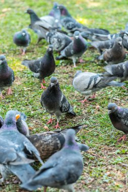 Meydanda çimenlerin üzerinde yürüyüş güzel güvercin kuşu. Meraklı güvercinler Şehir Parkı çimenlerde tutuyoruz. Yürüyen ve uçan komik güvercinler