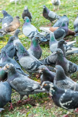Meydanda çimenlerin üzerinde yürüyüş güzel güvercin kuşu. Meraklı güvercinler Şehir Parkı çimenlerde tutuyoruz. Yürüyen ve uçan komik güvercinler