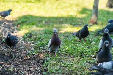 Meydanda çimenlerin üzerinde yürüyüş güzel güvercin kuşu. Meraklı güvercinler Şehir Parkı çimenlerde tutuyoruz. Yürüyen ve uçan komik güvercinler