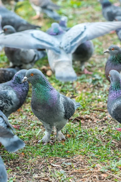 Красивая голубиная птица ходит по траве на площади. Любопытные голуби, стоящие на траве в городском парке. Смешные голуби ходят и летают — стоковое фото