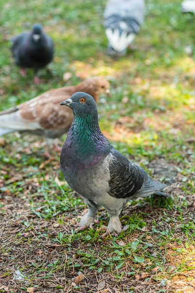 Beautiful Pigeon bird walking on grass in the square. Curious pigeons standing on the grass in a city park. Funny pigeons walking and flying — Stock Photo, Image