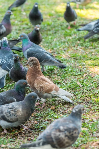 Beautiful Pigeon bird walking on grass in the square. Curious pigeons standing on the grass in a city park. Funny pigeons walking and flying — Stock Photo, Image