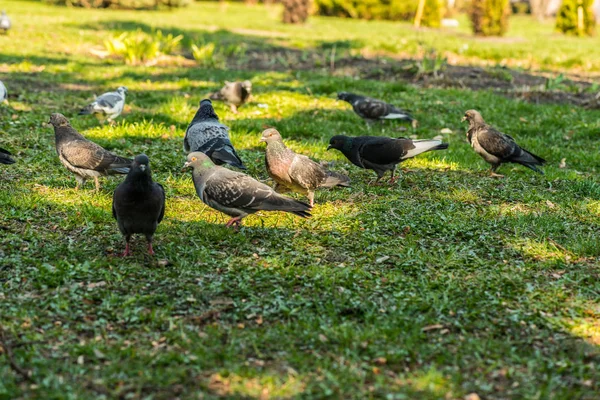 Piękny ptak gołąb chodzenia po trawie na placu. Stojąc na trawie w parku miejskim ciekawy gołębie. Zabawny gołębie spaceru i pływające — Zdjęcie stockowe