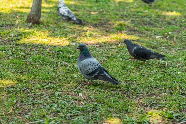 Beautiful Pigeon bird walking on grass in the square. Curious pigeons standing on the grass in a city park. Funny pigeons walking and flying — Stock Photo, Image