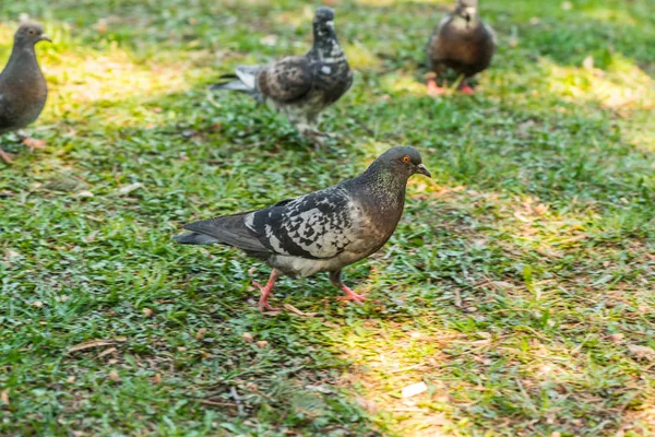 Beautiful Pigeon bird walking on grass in the square. Curious pigeons standing on the grass in a city park. Funny pigeons walking and flying — Stock Photo, Image