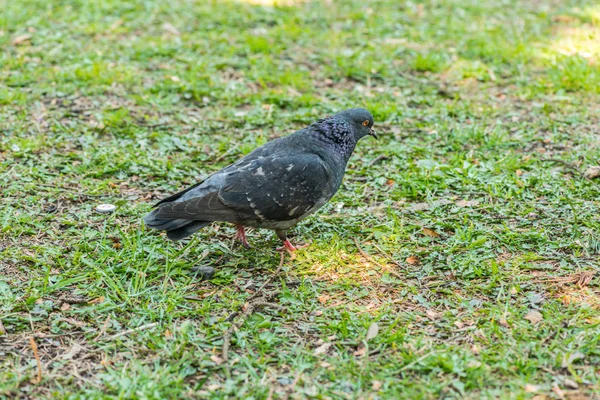 Beautiful Pigeon bird walking on grass in the square. Curious pigeons standing on the grass in a city park. Funny pigeons walking and flying — Stock Photo, Image