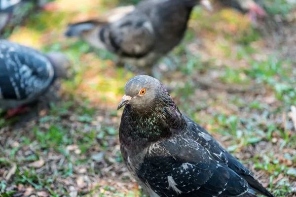 Beautiful Pigeon bird walking on grass in the square. Curious pigeons standing on the grass in a city park. Funny pigeons walking and flying — Stock Photo, Image