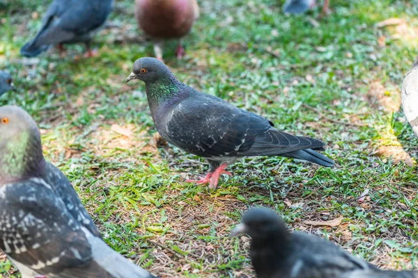 Beautiful Pigeon bird walking on grass in the square. Curious pigeons standing on the grass in a city park. Funny pigeons walking and flying — Stock Photo, Image