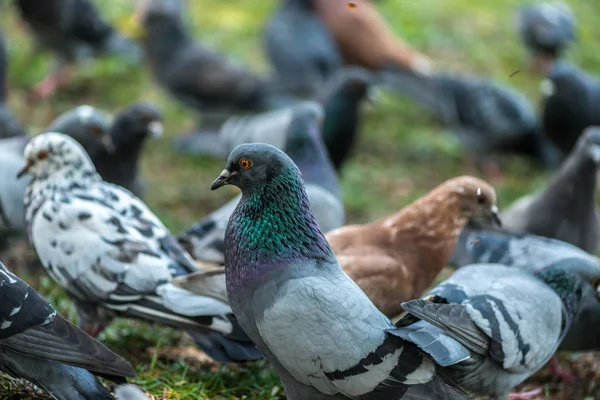 Bel oiseau Pigeon marchant sur l'herbe dans la place. Curieux pigeons debout sur l'herbe dans un parc de la ville. Pigeons drôles marchant et volant — Photo