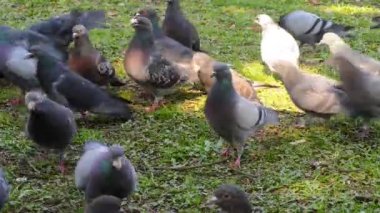 Meydanda çimenlerin üzerinde yürüyüş güzel güvercin kuşu. Meraklı güvercinler Şehir Parkı çimenlerde tutuyoruz. Yürüyen ve uçan komik güvercinler. 