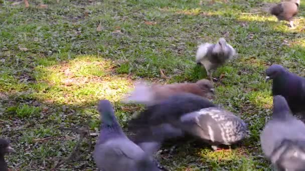 Mooie duif vogel lopen op gras op het plein. Nieuwsgierig duiven permanent op het gras in een stadspark. Grappige duiven lopen en vliegen. — Stockvideo