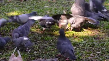 Meydanda çimenlerin üzerinde yürüyüş güzel güvercin kuşu. Meraklı güvercinler Şehir Parkı çimenlerde tutuyoruz. Yürüyen ve uçan komik güvercinler. 