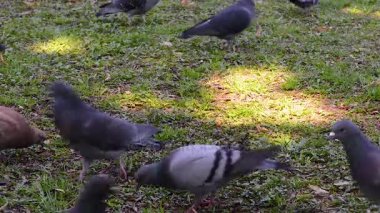 Meydanda çimenlerin üzerinde yürüyüş güzel güvercin kuşu. Meraklı güvercinler Şehir Parkı çimenlerde tutuyoruz. Yürüyen ve uçan komik güvercinler. 