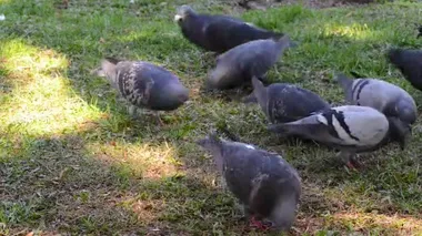 Meydanda çimenlerin üzerinde yürüyüş güzel güvercin kuşu. Meraklı güvercinler Şehir Parkı çimenlerde tutuyoruz. Yürüyen ve uçan komik güvercinler. 