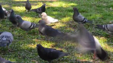 Meydanda çimenlerin üzerinde yürüyüş güzel güvercin kuşu. Meraklı güvercinler Şehir Parkı çimenlerde tutuyoruz. Yürüyen ve uçan komik güvercinler. 