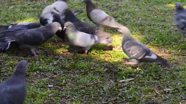 Meydanda çimenlerin üzerinde yürüyüş güzel güvercin kuşu. Meraklı güvercinler Şehir Parkı çimenlerde tutuyoruz. Yürüyen ve uçan komik güvercinler. — Stok video