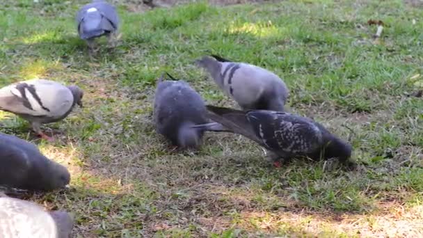 아름 다운 비둘기 새 광장에 잔디에 걷기. 호기심 비둘기는 도시 공원에 잔디에 서. 산책 및 비행 재미 비둘기. — 비디오