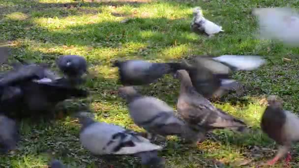 Mooie duif vogel lopen op gras op het plein. Nieuwsgierig duiven permanent op het gras in een stadspark. Grappige duiven lopen en vliegen. — Stockvideo