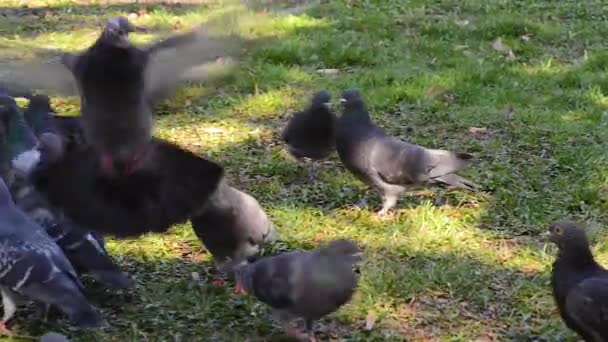 広場の草の上を歩く鳩の美しい鳥。好奇心のハトが都市公園の芝生の上に立っています。歩くと飛んで面白いハト. — ストック動画