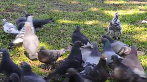 Schöner Taubenvogel, der auf dem Platz auf Gras spaziert. Neugierige Tauben stehen auf dem Rasen in einem Stadtpark. Lustige Tauben laufen und fliegen. — Stockvideo