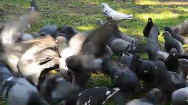 Schöner Taubenvogel, der auf dem Platz auf Gras spaziert. Neugierige Tauben stehen auf dem Rasen in einem Stadtpark. Lustige Tauben laufen und fliegen. — Stockvideo