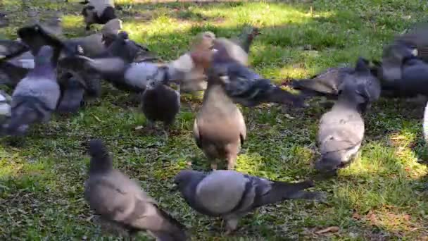 Meydanda çimenlerin üzerinde yürüyüş güzel güvercin kuşu. Meraklı güvercinler Şehir Parkı çimenlerde tutuyoruz. Yürüyen ve uçan komik güvercinler. — Stok video