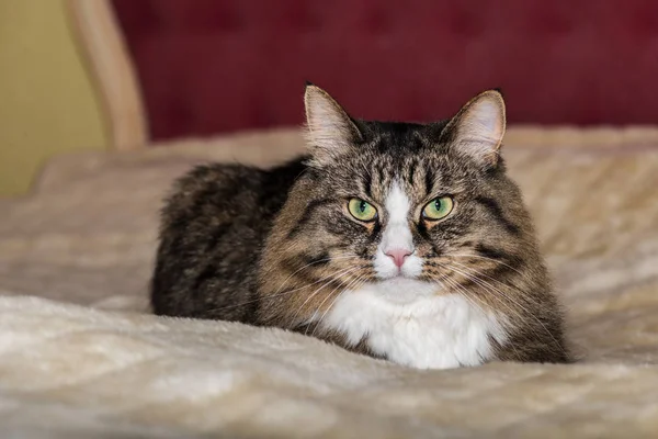 Кошка лежит на кровати. Мейн Кун крупным планом — стоковое фото