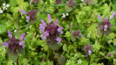 büyük çiçekli selfheal kır çiçekleri. Dağ bülbülügiller grandiflora