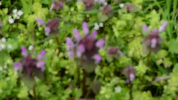 Flores silvestres de um grande selfheal florido. Prunella grandiflora — Vídeo de Stock