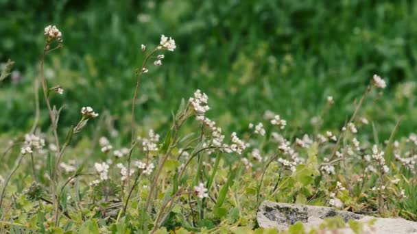 Campo flores silvestres closeup perto de pedra — Vídeo de Stock