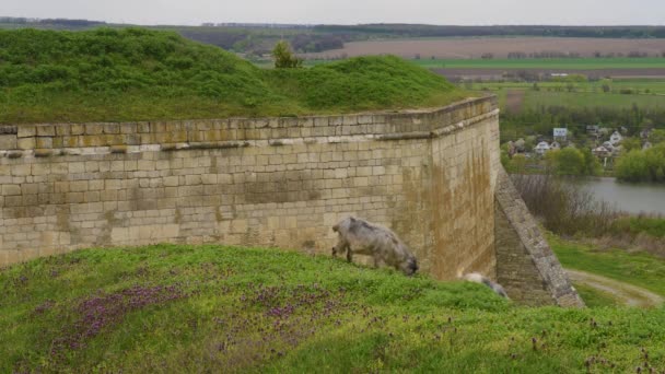 Pecore al pascolo lungo il fiume e vicino al muro del castello — Video Stock