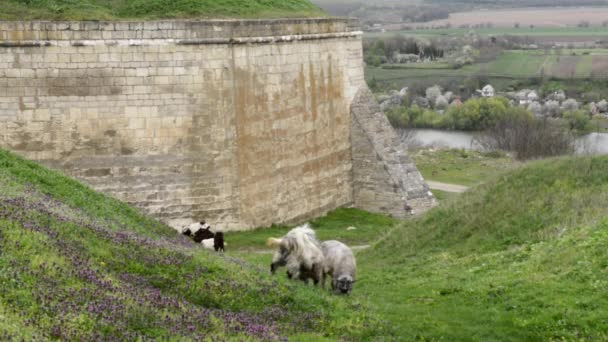 Ovejas pastando a lo largo del río y cerca del muro del castillo — Vídeo de stock