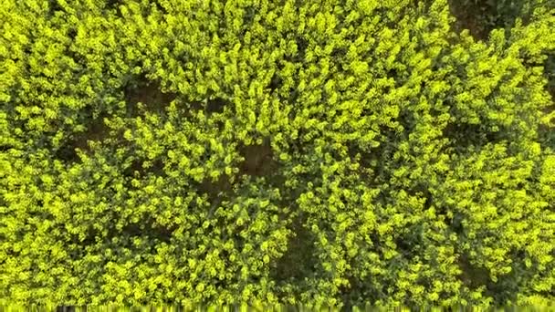 Campo de canola. campo de colza desde la altura del vuelo de las aves — Vídeos de Stock