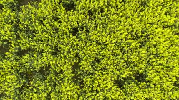 champ de canola. champ de colza à partir de la hauteur du vol des oiseaux 