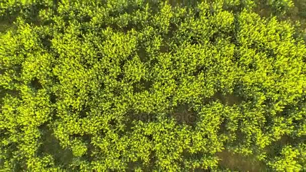 油菜田中。油菜田从鸟类飞行的高度 — 图库视频影像