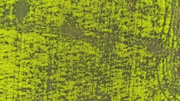 Campo de canola. campo de colza desde la altura del vuelo de las aves — Vídeos de Stock