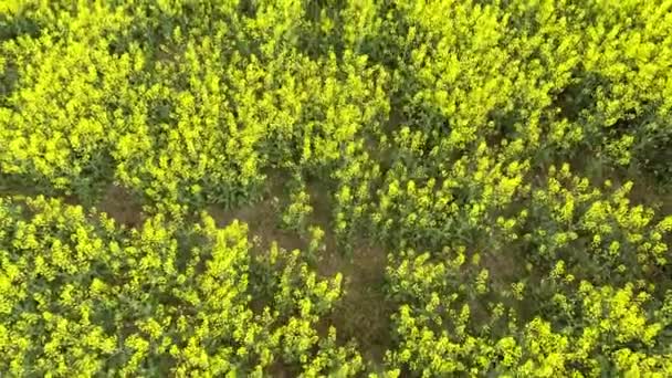 菜の花畑。鳥の飛行の高さから菜種フィールド — ストック動画