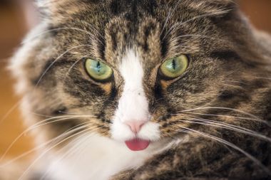 kedi dili gösterir