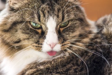kedi dili gösterir